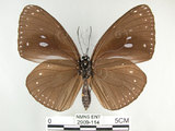 中文名:圓翅紫斑蝶(2909-114)學名:Euploea eunice hobsoni (Butler, 1877)(2909-114)