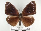 中文名:圓翅紫斑蝶(2909-114)學名:Euploea eunice hobsoni (Butler, 1877)(2909-114)