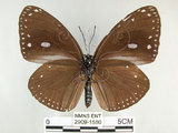 中文名:圓翅紫斑蝶(2909-1580)學名:Euploea eunice hobsoni (Butler, 1877)(2909-1580)