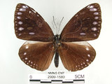 中文名:圓翅紫斑蝶(2909-1580)學名:Euploea eunice hobsoni (Butler, 1877)(2909-1580)