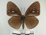 中文名:圓翅紫斑蝶(2909-757)學名:Euploea eunice hobsoni (Butler, 1877)(2909-757)