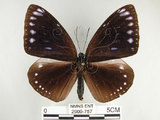 中文名:圓翅紫斑蝶(2909-757)學名:Euploea eunice hobsoni (Butler, 1877)(2909-757)