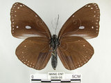 中文名:圓翅紫斑蝶(2909-98)學名:Euploea eunice hobsoni (Butler, 1877)(2909-98)