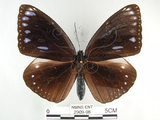 中文名:圓翅紫斑蝶(2909-98)學名:Euploea eunice hobsoni (Butler, 1877)(2909-98)