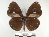 中文名:圓翅紫斑蝶(2909-1676)學名:Euploea eunice hobsoni (Butler, 1877)(2909-1676)