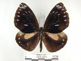 中文名:圓翅紫斑蝶(2909-1676)學名:Euploea eunice hobsoni (Butler, 1877)(2909-1676)