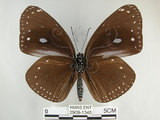 中文名:圓翅紫斑蝶(2909-1348)學名:Euploea eunice hobsoni (Butler, 1877)(2909-1348)