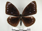 中文名:圓翅紫斑蝶(2909-1348)學名:Euploea eunice hobsoni (Butler, 1877)(2909-1348)