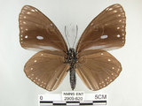 中文名:圓翅紫斑蝶(2909-620)學名:Euploea eunice hobsoni (Butler, 1877)(2909-620)