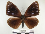 中文名:圓翅紫斑蝶(2909-620)學名:Euploea eunice hobsoni (Butler, 1877)(2909-620)