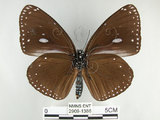 中文名:圓翅紫斑蝶(2909-1386)學名:Euploea eunice hobsoni (Butler, 1877)(2909-1386)