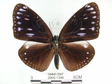 中文名:圓翅紫斑蝶(2909-1386)學名:Euploea eunice hobsoni (Butler, 1877)(2909-1386)