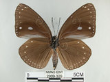 中文名:圓翅紫斑蝶(2909-329)學名:Euploea eunice hobsoni (Butler, 1877)(2909-329)