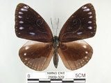 中文名:圓翅紫斑蝶(2909-329)學名:Euploea eunice hobsoni (Butler, 1877)(2909-329)