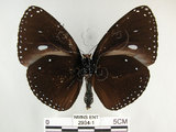 中文名:圓翅紫斑蝶(2934-1)學名:Euploea eunice hobsoni (Butler, 1877)(2934-1)