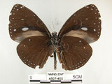 中文名:圓翅紫斑蝶(4507-455)學名:Euploea eunice hobsoni (Butler, 1877)(4507-455)