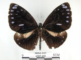 中文名:圓翅紫斑蝶(4507-455)學名:Euploea eunice hobsoni (Butler, 1877)(4507-455)