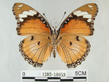 中文名:雌紅紫蛺蝶(雌擬幻蛺蝶)(1282-18053)學名:Hypolimnas misippus (Linnaeus, 1764) (1282-18053)