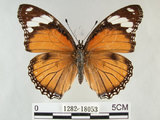 中文名:雌紅紫蛺蝶(雌擬幻蛺蝶)(1282-18053)學名:Hypolimnas misippus (Linnaeus, 1764) (1282-18053)