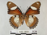 中文名:雌紅紫蛺蝶(雌擬幻蛺蝶)(1282-18333)學名:Hypolimnas misippus (Linnaeus, 1764)(1282-18333)