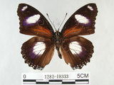 中文名:雌紅紫蛺蝶(雌擬幻蛺蝶)(1282-18333)學名:Hypolimnas misippus (Linnaeus, 1764)(1282-18333)