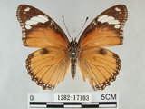 中文名:雌紅紫蛺蝶(雌擬幻蛺蝶)(1282-17193)學名:Hypolimnas misippus (Linnaeus, 1764)(1282-17193)