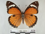 中文名:雌紅紫蛺蝶(雌擬幻蛺蝶)(1282-18431)學名:Hypolimnas misippus (Linnaeus, 1764)(1282-18431)