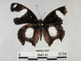 中文名:雌紅紫蛺蝶(雌擬幻蛺蝶)(3941-91)學名:Hypolimnas misippus (Linnaeus, 1764)(3941-91)