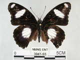 中文名:雌紅紫蛺蝶(雌擬幻蛺蝶)(3941-93)學名:Hypolimnas misippus (Linnaeus, 1764)(3941-93)
