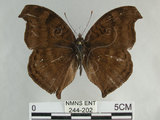 中文名:黑擬蛺蝶(黯眼蛺蝶)(244-202)學名:Junonia iphita (Cramer, 1779) (244-202)