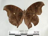 中文名:黑擬蛺蝶(黯眼蛺蝶)(244-204)學名:Junonia iphita (Cramer, 1779)(244-204)