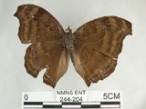 中文名:黑擬蛺蝶(黯眼蛺蝶)(244-204)學名:Junonia iphita (Cramer, 1779)(244-204)