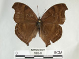 中文名:黑擬蛺蝶(黯眼蛺蝶)(592-8)學名:Junonia iphita (Cramer, 1779)(592-8)