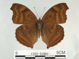 中文名:黑擬蛺蝶(黯眼蛺蝶)(1282-16900)學名:Junonia iphita (Cramer, 1779)(1282-16900)