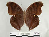 中文名:黑擬蛺蝶(黯眼蛺蝶)(1282-16930)學名:Junonia iphita (Cramer, 1779)(1282-16930)