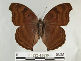 中文名:黑擬蛺蝶(黯眼蛺蝶)(1282-16930)學名:Junonia iphita (Cramer, 1779)(1282-16930)