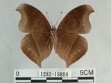 中文名:黑擬蛺蝶(黯眼蛺蝶)(1282-16804)學名:Junonia iphita (Cramer, 1779)(1282-16804)