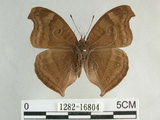 中文名:黑擬蛺蝶(黯眼蛺蝶)(1282-16804)學名:Junonia iphita (Cramer, 1779)(1282-16804)