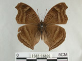 中文名:黑擬蛺蝶(黯眼蛺蝶)(1282-16899)學名:Junonia iphita (Cramer, 1779)(1282-16899)