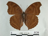 中文名:黑擬蛺蝶(黯眼蛺蝶)(1282-17118)學名:Junonia iphita (Cramer, 1779)(1282-17118)