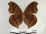 中文名:黑擬蛺蝶(黯眼蛺蝶)(1282-16981)學名:Junonia iphita (Cramer, 1779)(1282-16981)