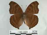 中文名:黑擬蛺蝶(黯眼蛺蝶)(1282-16981)學名:Junonia iphita (Cramer, 1779)(1282-16981)