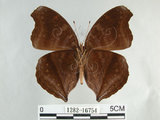 中文名:黑擬蛺蝶(黯眼蛺蝶)(1282-16754)學名:Junonia iphita (Cramer, 1779)(1282-16754)