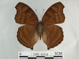 中文名:黑擬蛺蝶(黯眼蛺蝶)(1282-16754)學名:Junonia iphita (Cramer, 1779)(1282-16754)