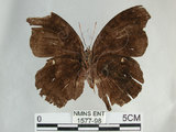 中文名:黑擬蛺蝶(黯眼蛺蝶)(1577-98)學名:Junonia iphita (Cramer, 1779)(1577-98)