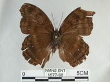 中文名:黑擬蛺蝶(黯眼蛺蝶)(1577-98)學名:Junonia iphita (Cramer, 1779)(1577-98)