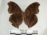 中文名:黑擬蛺蝶(黯眼蛺蝶)(1587-26)學名:Junonia iphita (Cramer, 1779)(1587-26)