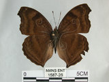 中文名:黑擬蛺蝶(黯眼蛺蝶)(1587-26)學名:Junonia iphita (Cramer, 1779)(1587-26)