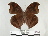 中文名:黑擬蛺蝶(黯眼蛺蝶)(2909-330)學名:Junonia iphita (Cramer, 1779)(2909-330)