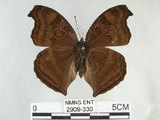 中文名:黑擬蛺蝶(黯眼蛺蝶)(2909-330)學名:Junonia iphita (Cramer, 1779)(2909-330)